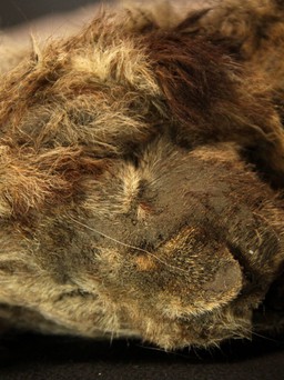 Sư tử 28.000 năm dưới băng vĩnh cửu, ria mép cũng còn nguyên