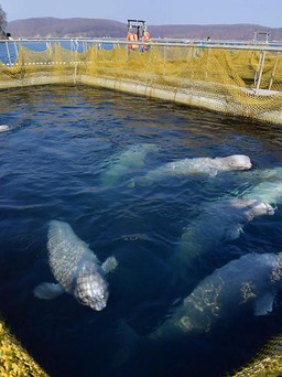 Nga phá dỡ 'nhà tù cá voi' khét tiếng