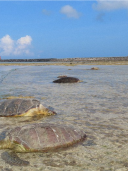 Ngư dân Nhật Bản đâm chết hàng chục con rùa quý hiếm