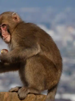 Khỉ tấn công 42 người, thành phố Nhật Bản đau đầu đối phó