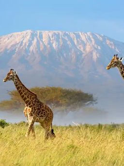 Ngọn núi cao nhất châu Phi đã có Internet để du khách 'sống ảo'