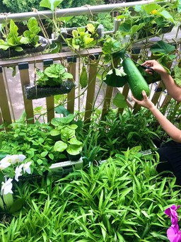 Mắc kẹt bên Pháp vì dịch và vườn ban công 2,5 m2 đầy ắp nông sản Việt
