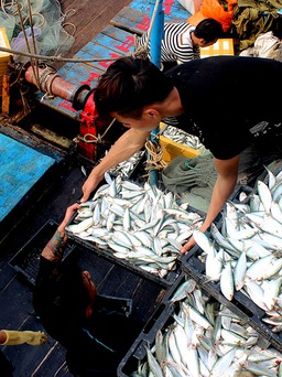 Ngư dân Hà Tĩnh trúng đậm cá trích, có chuyến đi biển 'bỏ túi' trên trăm triệu