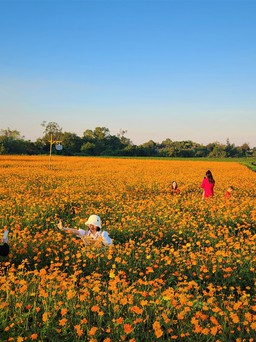 Cánh đồng hoa sao nhái vàng ươm hút nhiều khách đến chơi, chụp ảnh cận tết