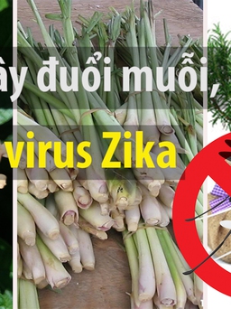 Có thể bạn cần: 10 loại cây đuổi muỗi, tránh virus Zika