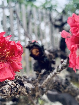 Đào ‘tiến vua’ nở rất ít hoa, giá thuê cây đẹp lên tới 50 triệu đồng