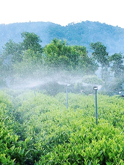 Thái Nguyên chi hàng chục tỉ đồng hỗ trợ sản xuất chè hữu cơ, VietGap