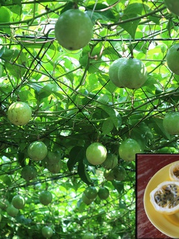 Chanh leo được xuất chính ngạch đi Trung Quốc sau 6 năm đàm phán