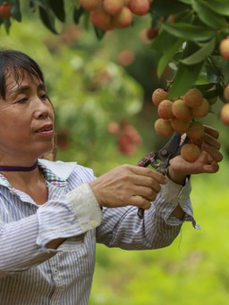 Xuất khẩu giảm, nông dân trồng vải Bắc Giang vẫn đút túi hơn 4.411 tỉ đồng