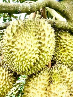 Doanh nghiệp xuất khẩu Việt Nam đang ‘thiếu hiểu biết’ về thị trường Trung Quốc