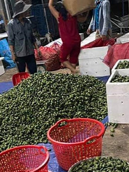Trung Quốc tăng nhập khẩu cau non, Cục Trồng trọt khuyến cáo ‘không nên trồng’