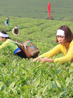 'Đội' nắng so tài hái chè trên cao nguyên Mộc Châu