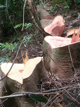 'Tranh thủ' chặt cây rừng
