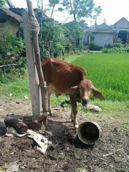 'Quan xã' bị kỷ luật Đảng vì để bò chính sách 'lạc' vào lò mổ