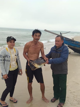 Chôn 'cụ' rùa nặng 100 kg