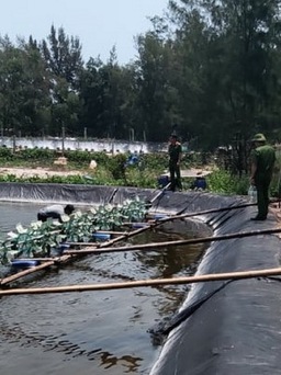 Quảng Trị: Điều tra nghi án hơn 1 triệu con tôm giống bị đầu độc