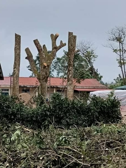 Vụ cắt tỉa cây ‘quá tay’: nhà trường nhận thiếu sót về thời điểm cưa trụi cây