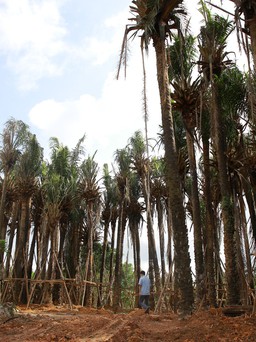 'Vincom Quảng Trị' bắt đầu xây dựng, rừng cây cọ dầu sẽ ra sao?