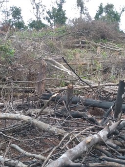 Quảng Trị: Triệu tập 10 người trong vụ phá rừng tự nhiên ở vùng cao Đakrông