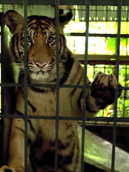 Thực hư thông tin người đi thám hiểm ‘nhìn thấy hổ ở Phong Nha - Kẻ Bàng’