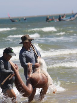 Ngư dân Quảng Trị 'hụp lặn' dọc bãi biển, thu tiền triệu mỗi ngày với con ruốc