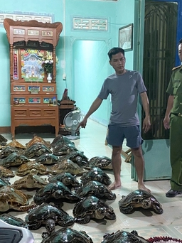 Tây Ninh: Bắt quả tang vụ mua bán trái phép 39 cá thể đồi mồi