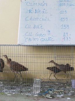 Tây Ninh: Bắt quả tang quán ăn bán chim hoang dã làm mồi nhậu