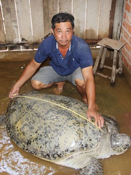 Người miền Tây bắt được rùa biển 200kg được 'người lạ' hỗ trợ 20 triệu đồng