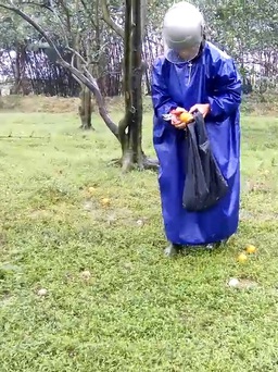 Nông dân Hà Tĩnh đón cái Tết thê thảm vì cam rụng sau mùa lũ