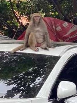 Truy bắt con khỉ hoang quậy phá, tấn công người dân ở Hà Nội
