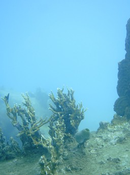 Vùng san hô lớn, quý hiếm bị xóa trắng ở Hòn Mun: BQL vịnh Nha Trang nói do thiên tai là chính