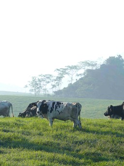 Mộc Châu Milk: Đồng hành cùng các gia đình trong cuộc sống ‘bình thường mới’