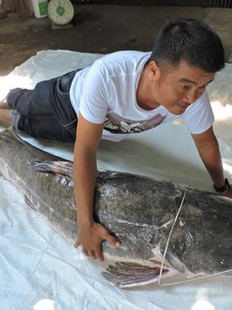 Cá lăng 'khủng', tuổi đời có thể nửa thế kỷ đánh bắt từ sông Sêrêpốk