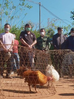 Đắk Lắk: Triệt phá sới đá gà ăn tiền trong rẫy cà phê vắng