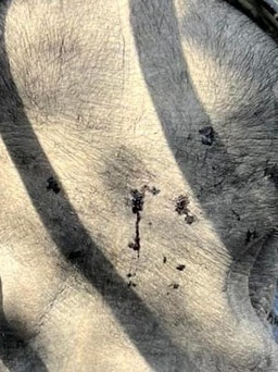 Vụ voi ở Đắk Lắk bị 'hành hạ': Chủ voi lý giải voi bị cây rừng đâm