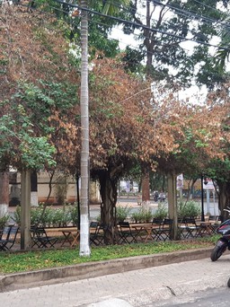Vụ cưa giàn hoa giấy lâu năm ở Đắk Lắk: Tạm đình chỉ điều tra