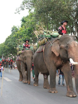 Voi thồ sầu riêng cùng du khách xuống phố trong lễ hội ở Đắk Lắk