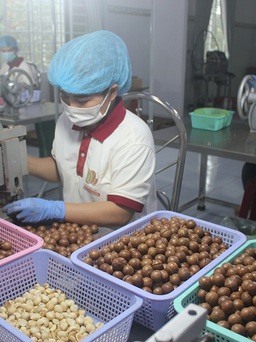 Mắc ca Đắk Lắk vào thẳng siêu thị Nhật