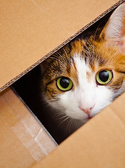 Chuyên gia giải đáp vì sao mèo thích những chiếc hộp đến thế