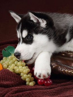11 loại thực phẩm tốt cho người nhưng gây hại cho chó