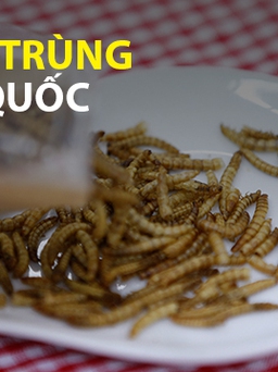 Trải nghiệm ăn côn trùng ở nhà hàng Hàn Quốc