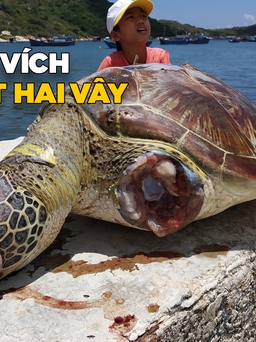 Phát hiện cá thể vích bị chặt hai vây trôi vào vịnh Vĩnh Hy