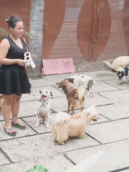 Cô gái 9x “làm bảo mẫu” của hàng trăm con chó mèo