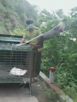 Voọc chà vá quý hiếm đến sống trong khu nghỉ dưỡng 5 sao đã được thả về thiên nhiên