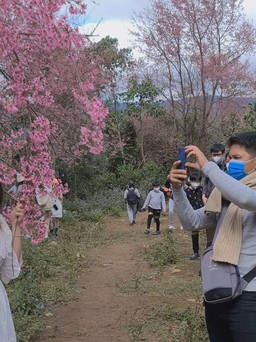 Mê mẩn rừng đào nguyên bên núi Lang Biang