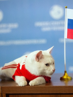 Mèo điếc tiên đoán chủ nhà Nga thắng trận khai mạc World Cup 2018