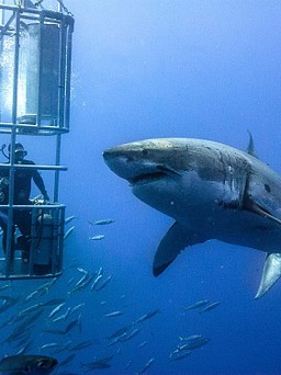 Phim kinh dị về cá mập trở lại vào hè 2017