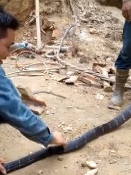 Công nhân dùng gang tay đo rắn hổ mang chúa dài 3 mét