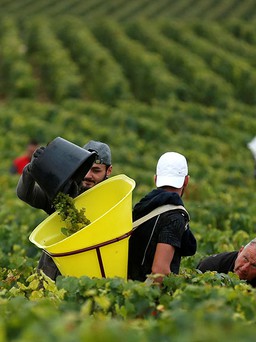 Biến đổi khí hậu ảnh hưởng đến sản xuất rượu vang Pháp