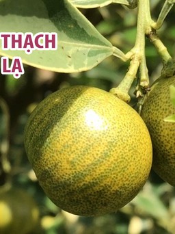 Ngắm vườn tắc cẩm thạch độc, lạ của lão nông miền Tây